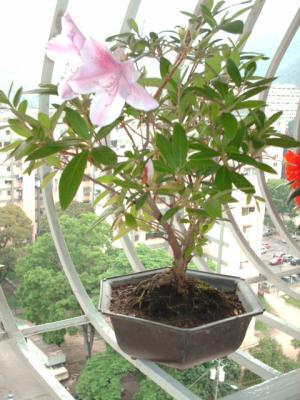 Azalea o Rhododendron
